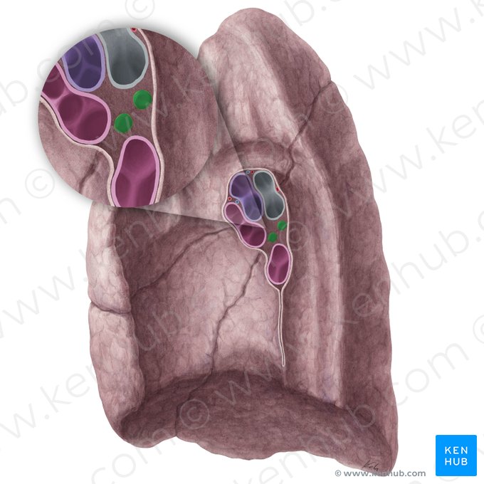 Bronchopulmonary lymph nodes of right lung (Nodi lymphoidei bronchopulmonales pulmonis dextri); Image: Yousun Koh