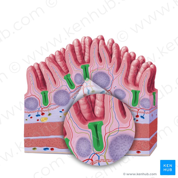 Cripta intestinal (de Lieberkühn) (Crypta intestinalis); Imagem: Paul Kim