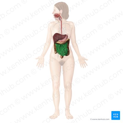 Intestino delgado (Intestinum tenue); Imagem: Begoña Rodriguez