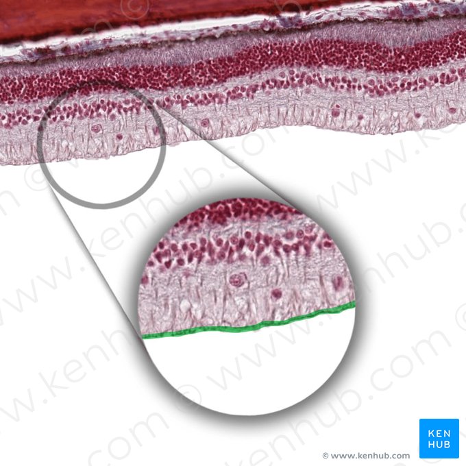 Membrana limitante interna da retina (Stratum limitans internum retinae); Imagem: 