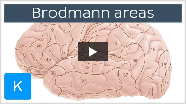 Brain test em português nível 39 e nível 40 