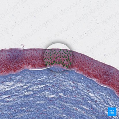 Núcleos de las células epiteliales (Nuclei cellularum epithelialium); Imagen: 