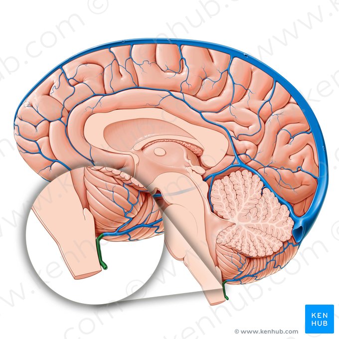 Vena bulbar posteromedial (Vena medullaris posteromediana); Imagen: Paul Kim