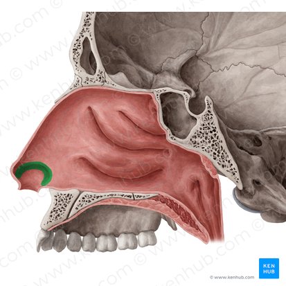 Nasal shop cavity meaning