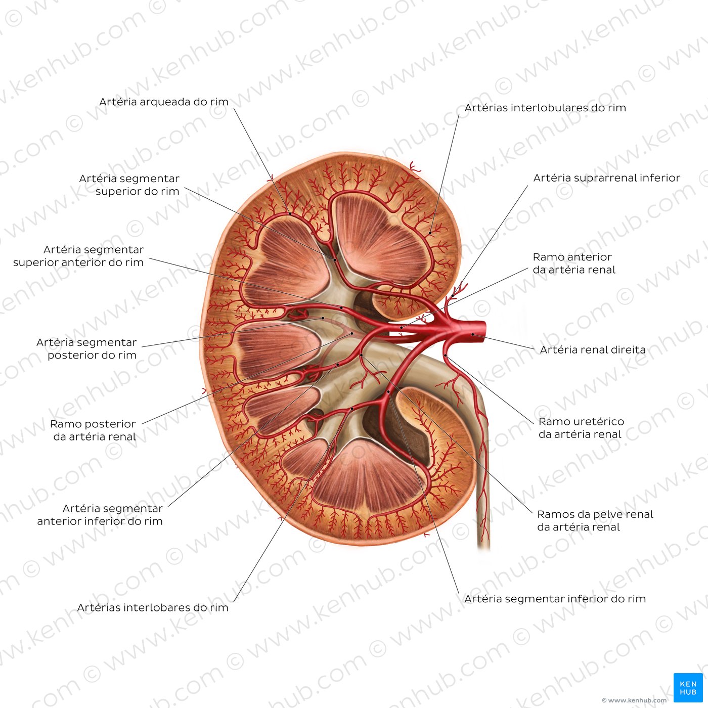 Artérias do rim (visão geral)