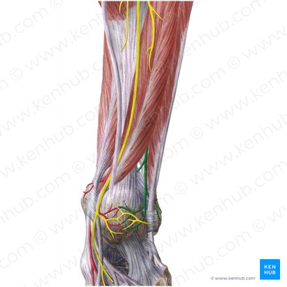 Fibular artery (Arteria fibularis); Image: Liene Znotina
