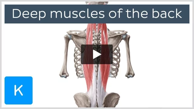 Deep back muscles: Anatomy, innervation and functions