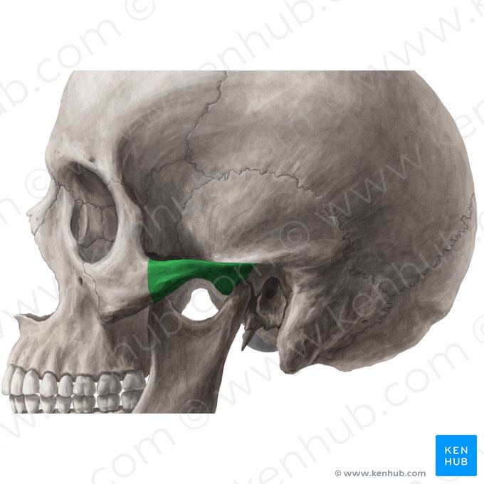 Zygomatic arch (Arcus zygomaticus); Image: Yousun Koh