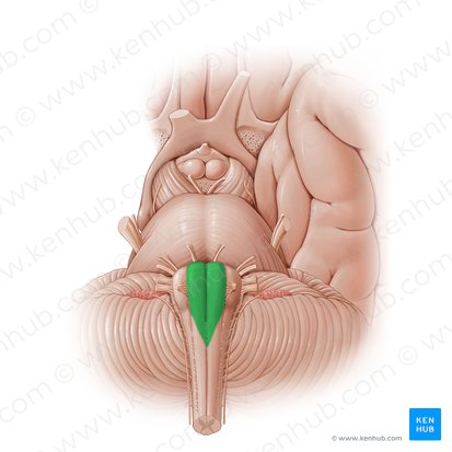 Pirámide bulbar (Pyramis medullae oblongatae); Imagen: Paul Kim