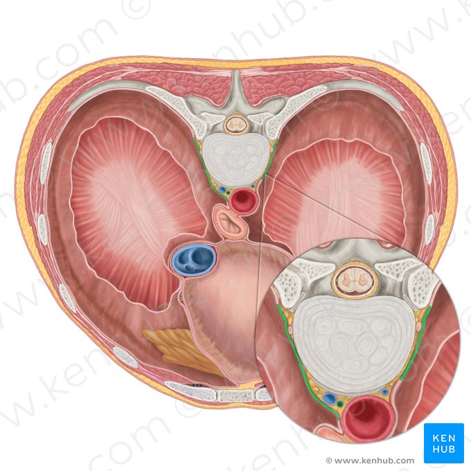 Portion vertébrale de la plèvre pariétale (Pars vertebralis pleura paritealis); Image : Brendon Farley