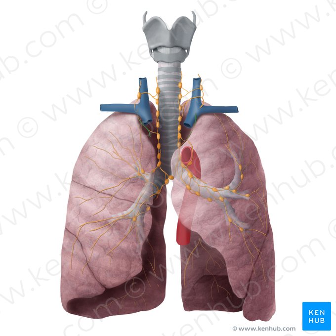 Tronco broncomediastinal (Truncus lymphaticus bronchomediastinalis); Imagem: Begoña Rodriguez