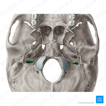 Foramen jugulare (Drosselloch); Bild: Yousun Koh