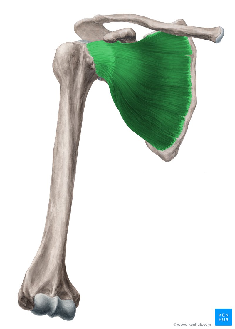Músculo subescapular (Musculus subscapularis)