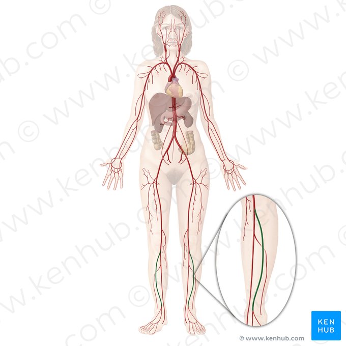 Arteria tibialis anterior (Vordere Schienbeinarterie); Bild: Begoña Rodriguez