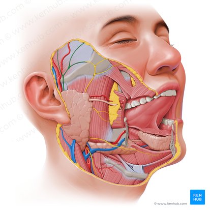 Ramos temporais do nervo facial (Rami temporales nervi facialis); Imagem: Paul Kim