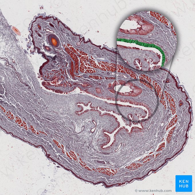 Conjuntiva palpebral (Tunica conjunctiva palpebrarum); Imagem: 