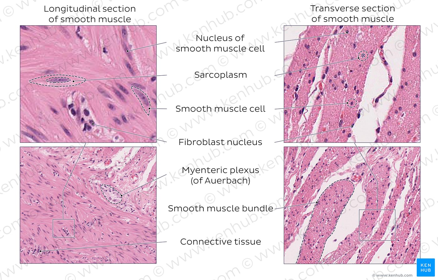 Smooth muscle Structure, function, location Kenhub