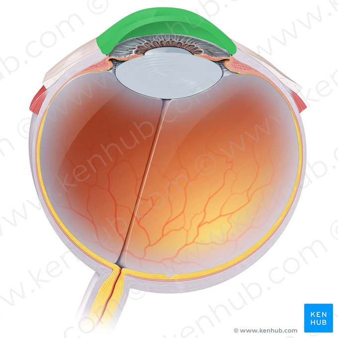 Córnea (Cornea); Imagem: Paul Kim