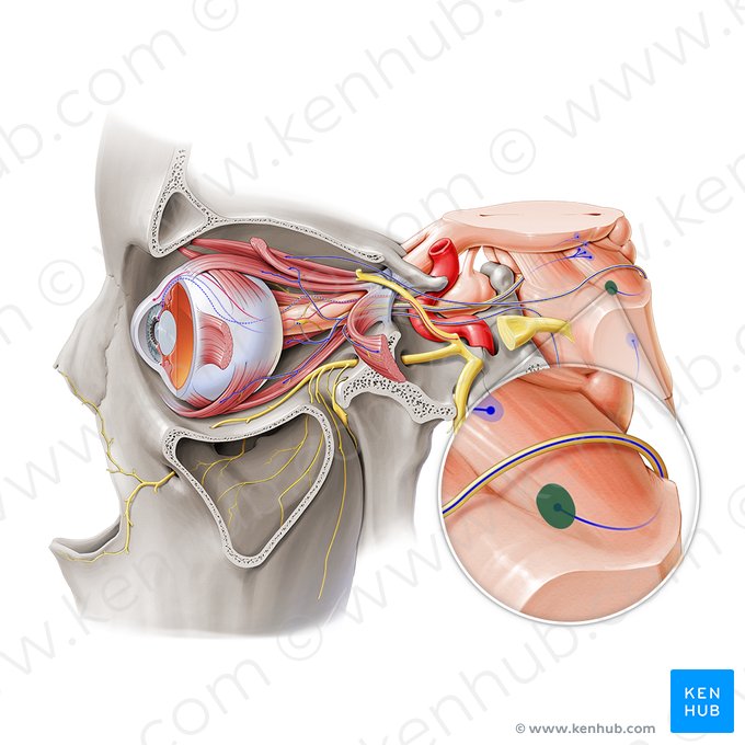 Núcleo del nervio troclear (Nucleus nervi trochlearis); Imagen: Paul Kim