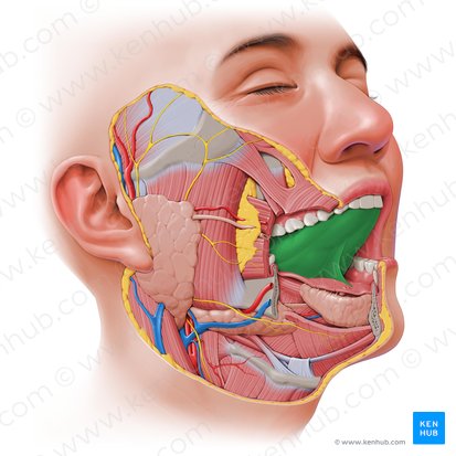 Tongue (Lingua); Image: Paul Kim