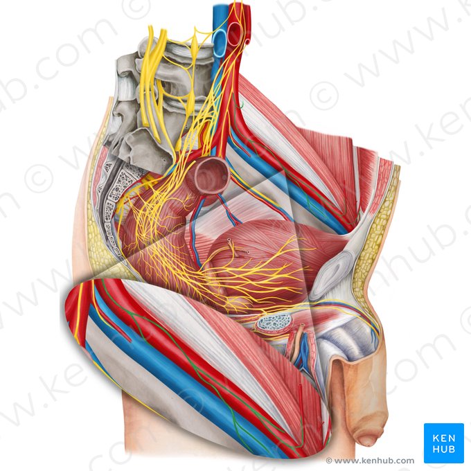 Iliac plexus (Plexus iliacus); Image: Irina Münstermann