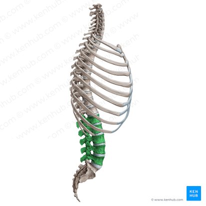Vértebras lumbares (Vertebrae lumbales); Imagen: Irina Münstermann