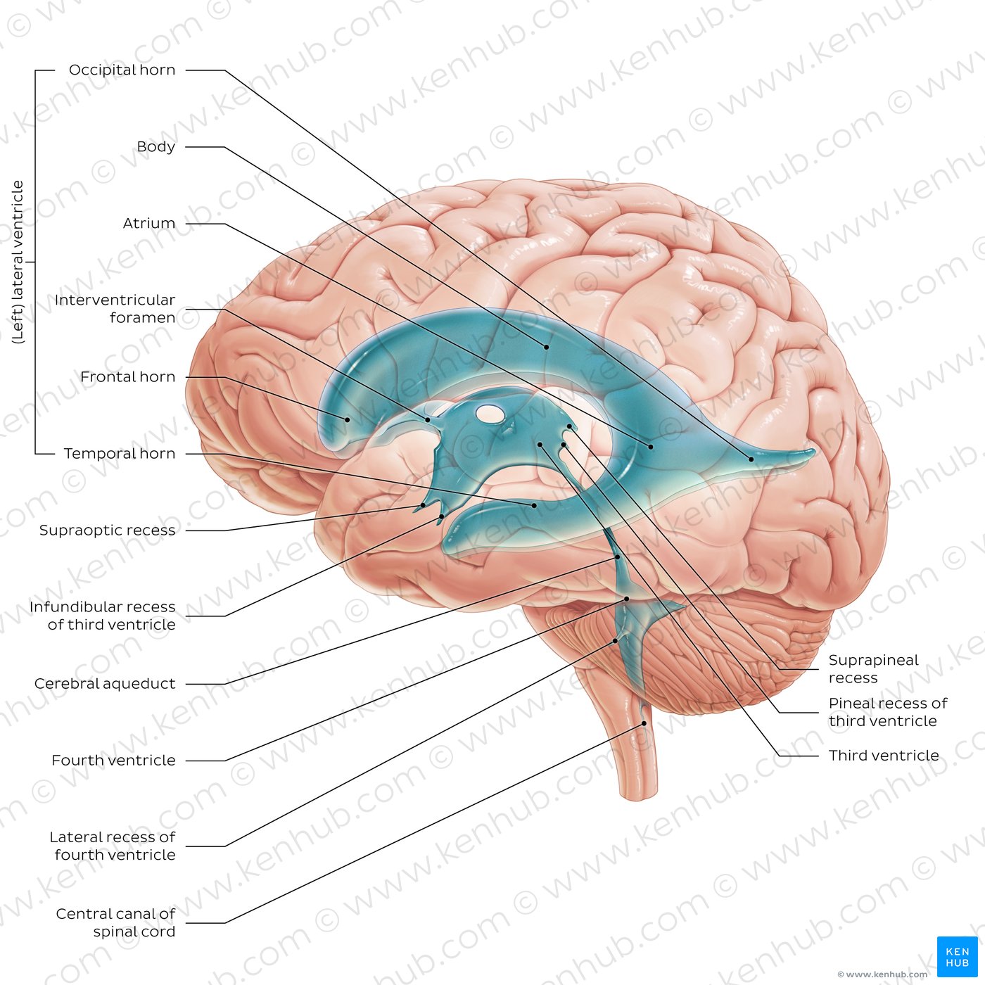 Ventricles of the brain