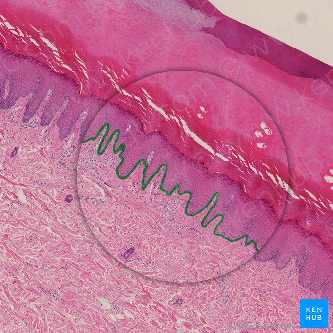 Camada basal da epiderme (Stratum basale epidermis); Imagem: 