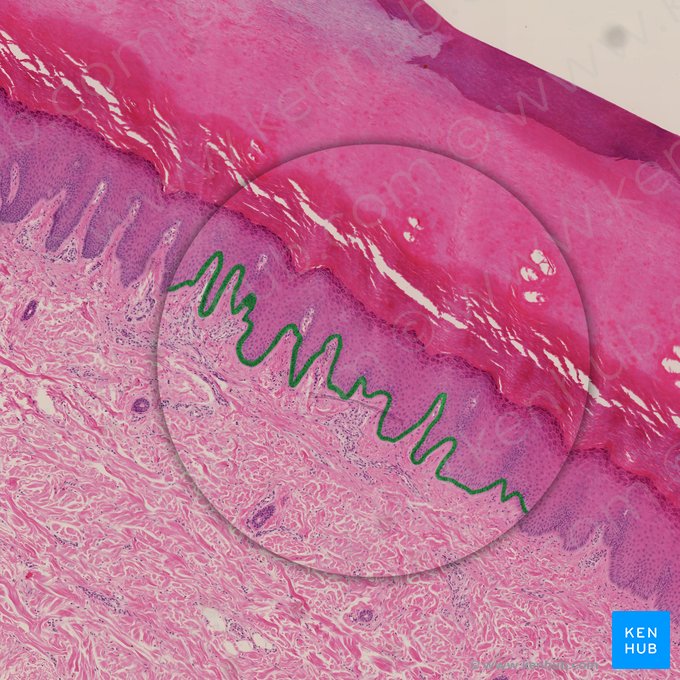 Stratum basale of epidermis (Stratum basale epidermis); Image: 