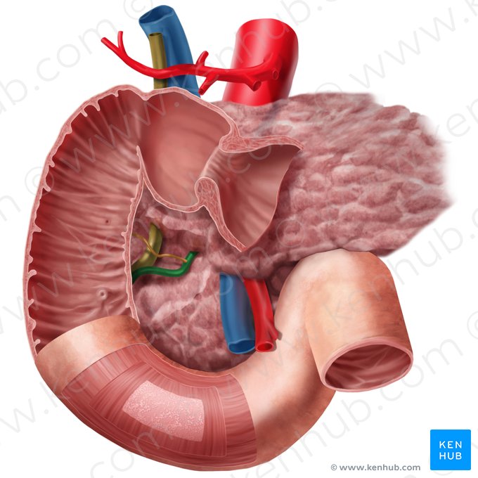 Pancreatic duct (Ductus pancreaticus); Image: Begoña Rodriguez