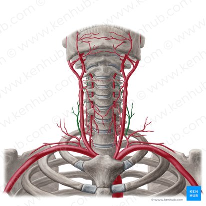 Arteria cervicalis ascendens (Aufsteigende Halsarterie); Bild: Yousun Koh