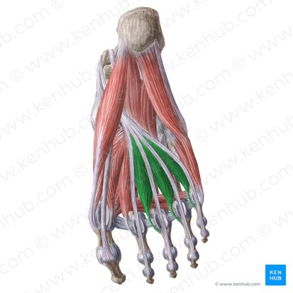 Musculi lumbricales 2-4 pedis (2.-4. wurmförmiger Fußmuskel); Bild: Liene Znotina