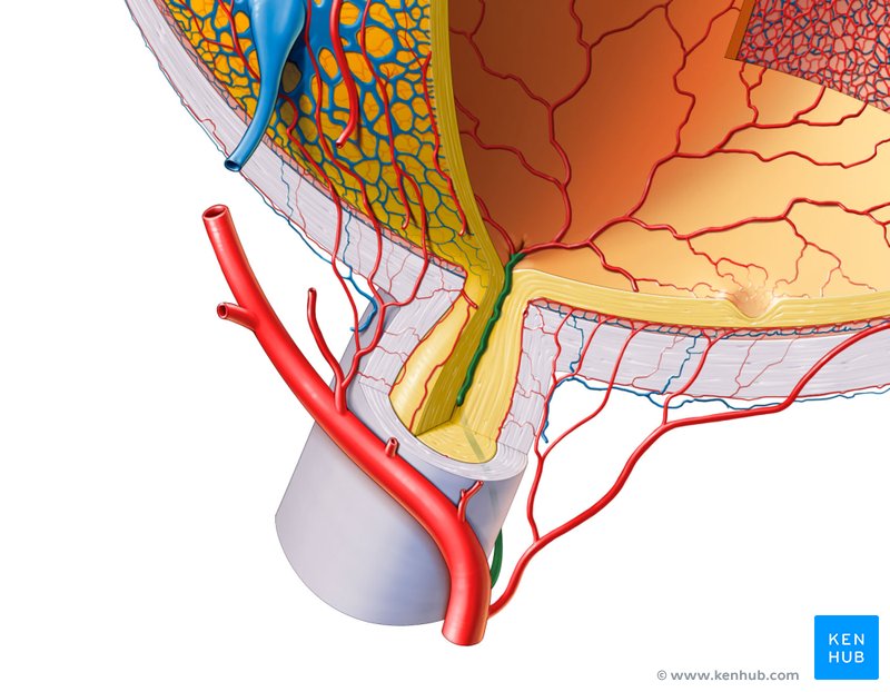 Central retinal artery - cranial view