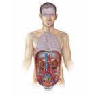 Urinary system