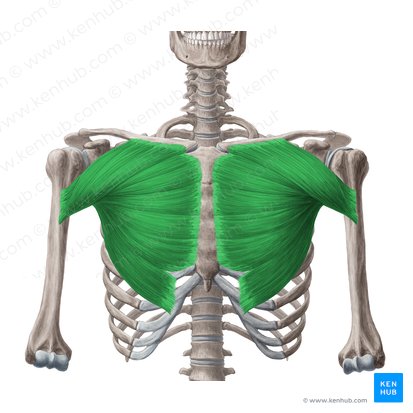 Músculo pectoral mayor (Musculus pectoralis major); Imagen: Yousun Koh