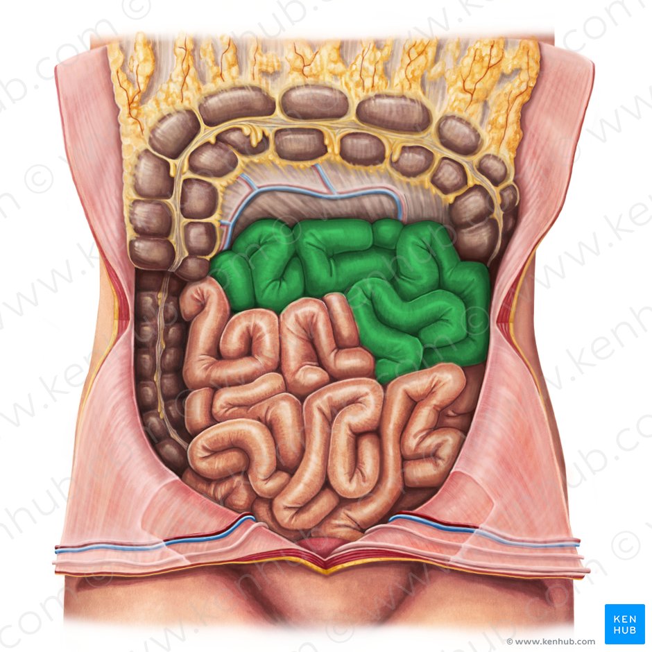 Abdome E Pelve Anatomia Localizacao E Funcao Kenhub