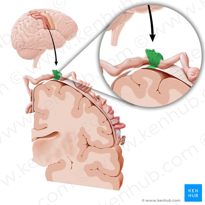 Corteza sensitiva de la cabeza (Cortex sensorius capitis); Imagen: Paul Kim