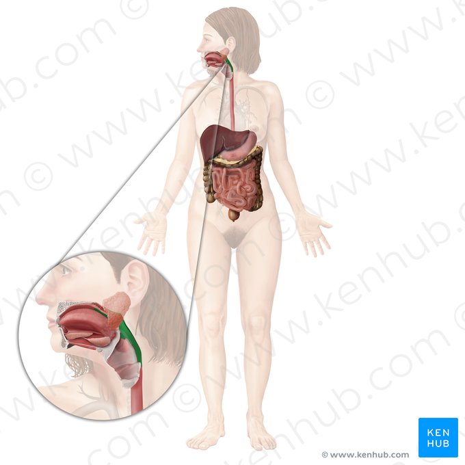 Pharynx (Rachen); Bild: Begoña Rodriguez