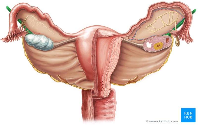 Suspensory ligament of ovary - ventral view