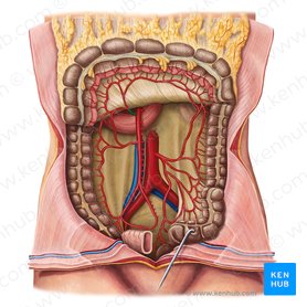 Middle colic artery (Arteria colica media); Image: Irina Münstermann