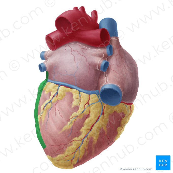 Borda esquerda do coração (Margo sinister cordis); Imagem: Yousun Koh