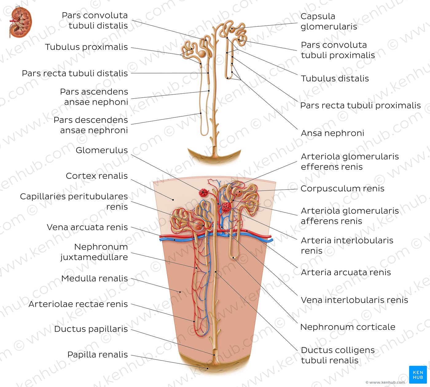 Aufbau eines Nephrons