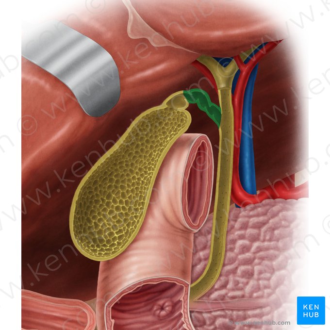 Cystic duct (Ductus cysticus); Image: Samantha Zimmerman