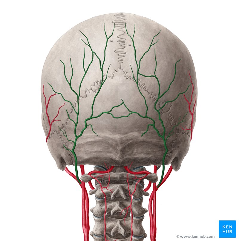 Rectus capitis posterior