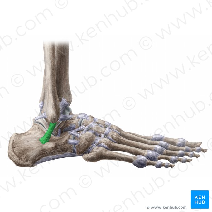 Calcaneofibular ligament (Ligamentum calcaneofibulare); Image: Liene Znotina