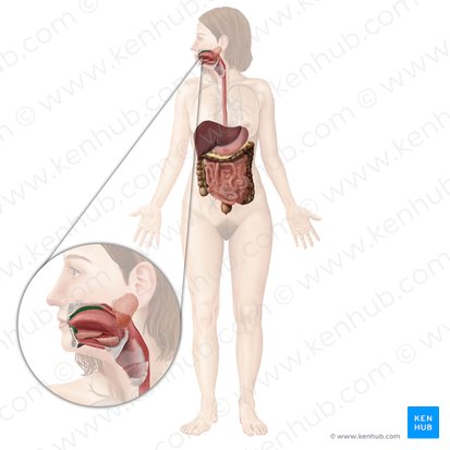 Cavidad bucal propiamente dicha (Cavitas propria oris); Imagen: Begoña Rodriguez