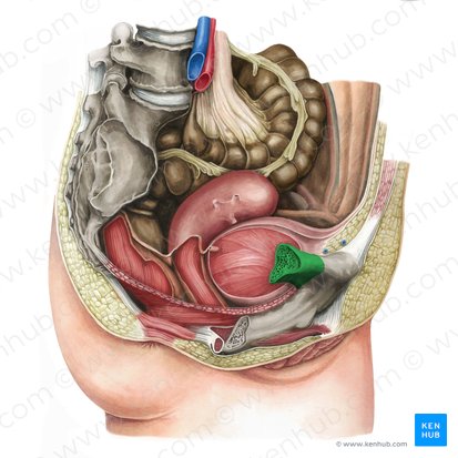 Branche supérieure du pubis (Ramus superior ossis pubis); Image : Irina Münstermann