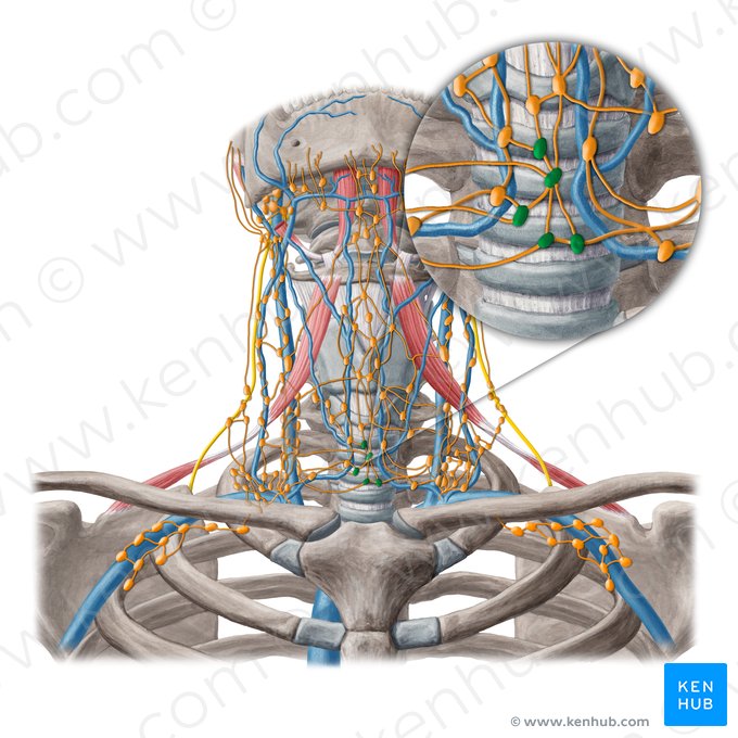 Pretracheal lymph nodes (Nodi lymphoidei pretracheales); Image: Yousun Koh