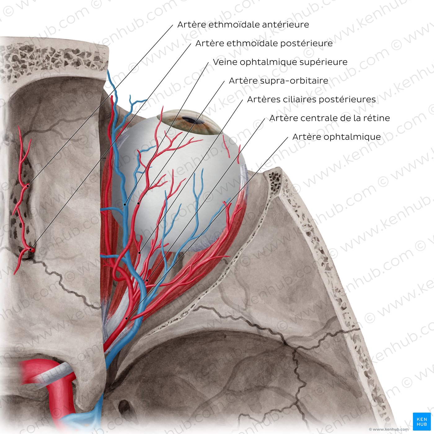 Arteries and veins of orbit (Superior view)
