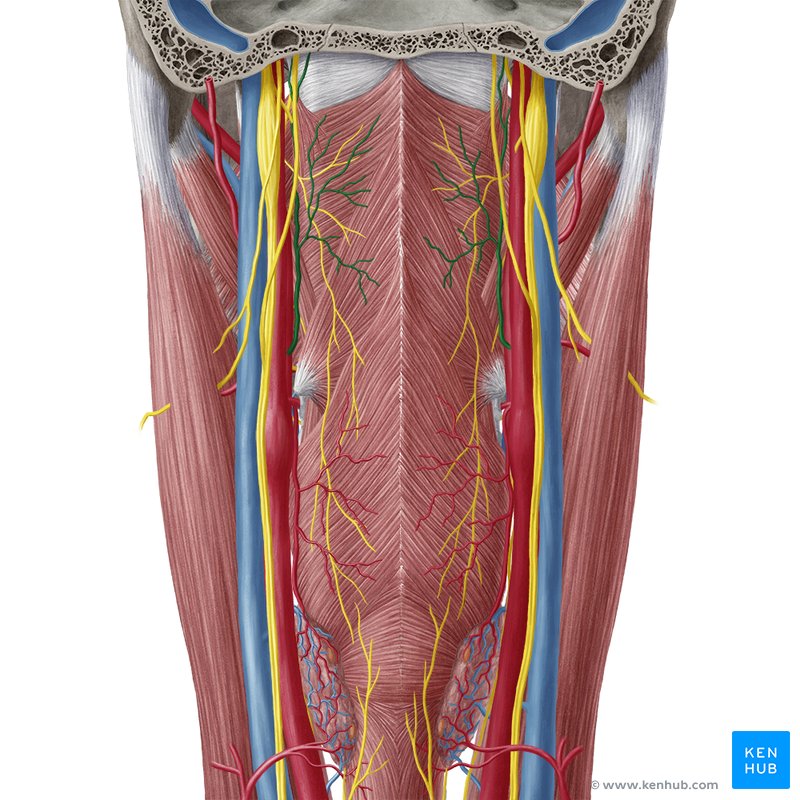 Ascending pharyngeal artery (Arteria pharyngea ascendens)